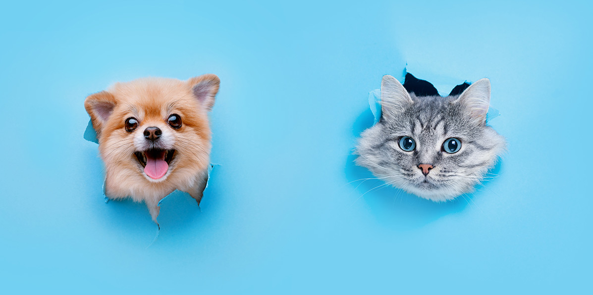 check.jpg How Do I Choose the Right Veterinarian for My Pet?<br>What Factors Should I Consider When Selecting a Veterinarian?<br>How Can I Pick the Best Vet for My Pet's Health Needs?
