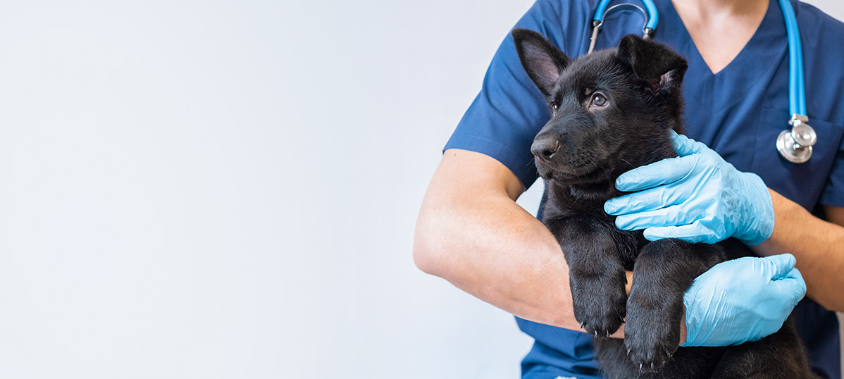 don'.jpg How Often Should I Take My Pet to a Medical Center for Check-Ups?<br>How Frequently Should My Pet Visit a Medical Center for Routine Exams?<br>When Is It Time to Bring My Pet in for a Health Check?